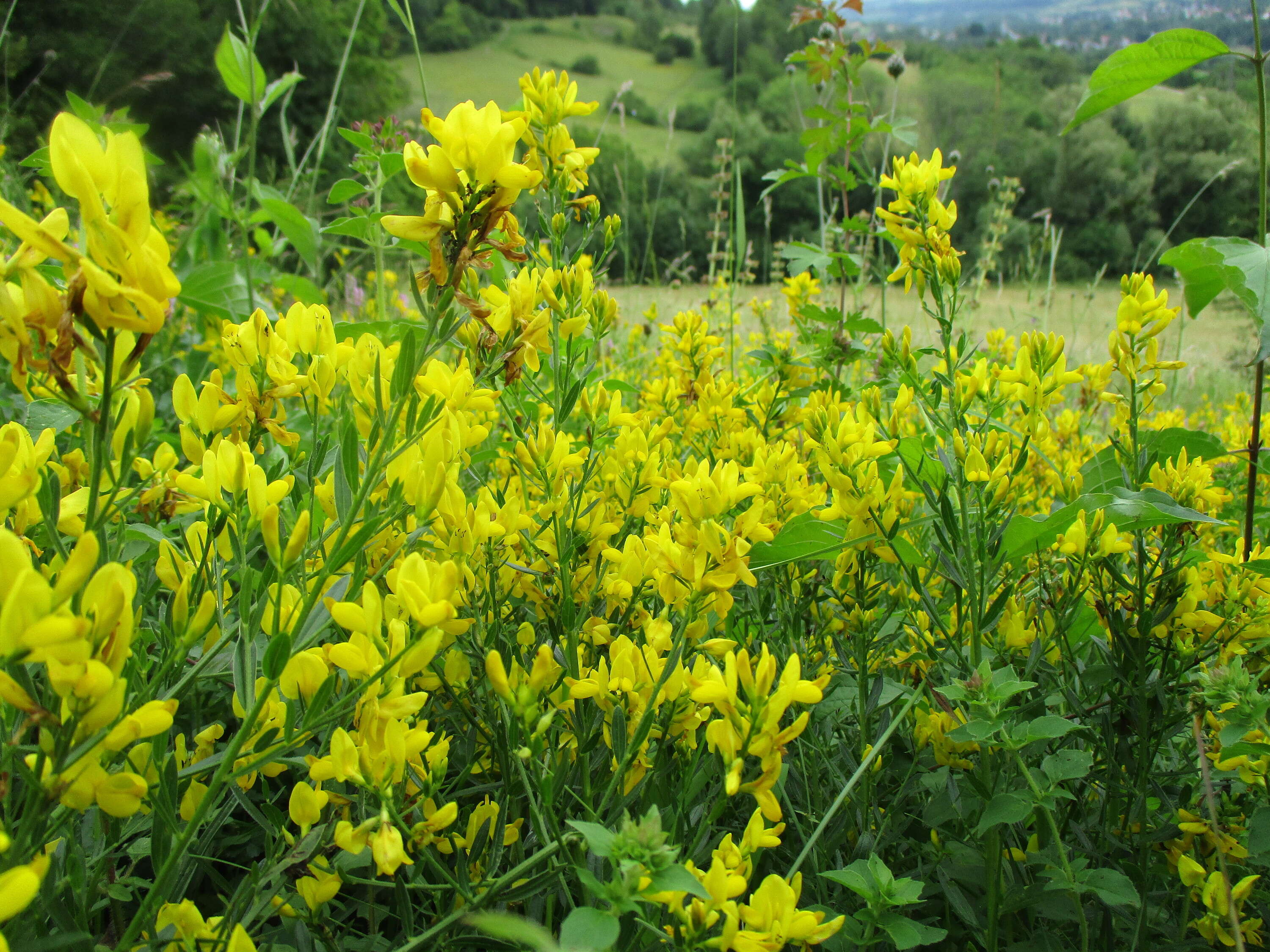 Imagem de Genista tinctoria L.