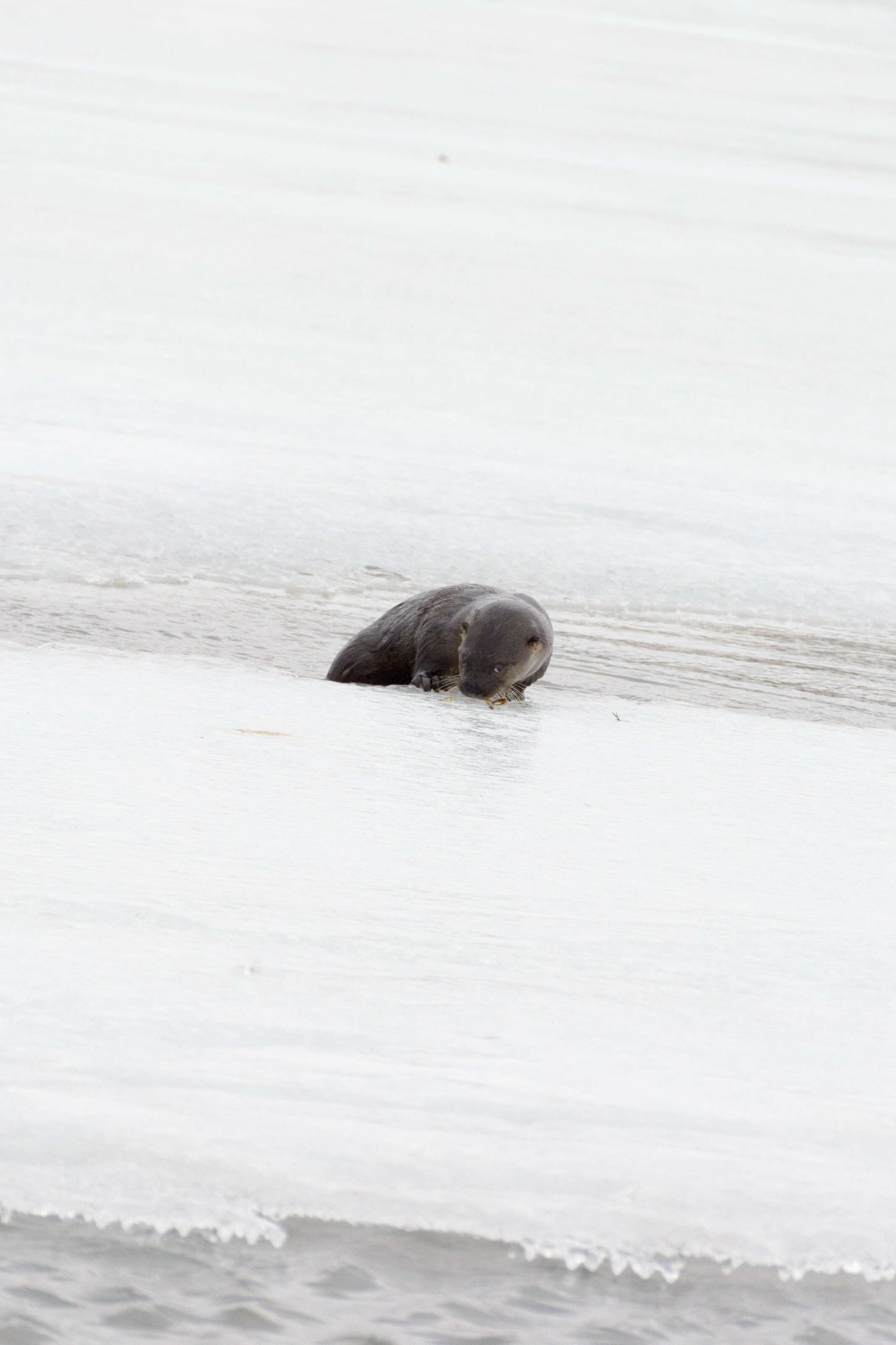 Image of Otter sp.