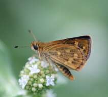 Image of Tamil grass dart