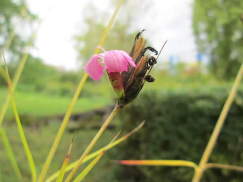 Image of carthusian pink