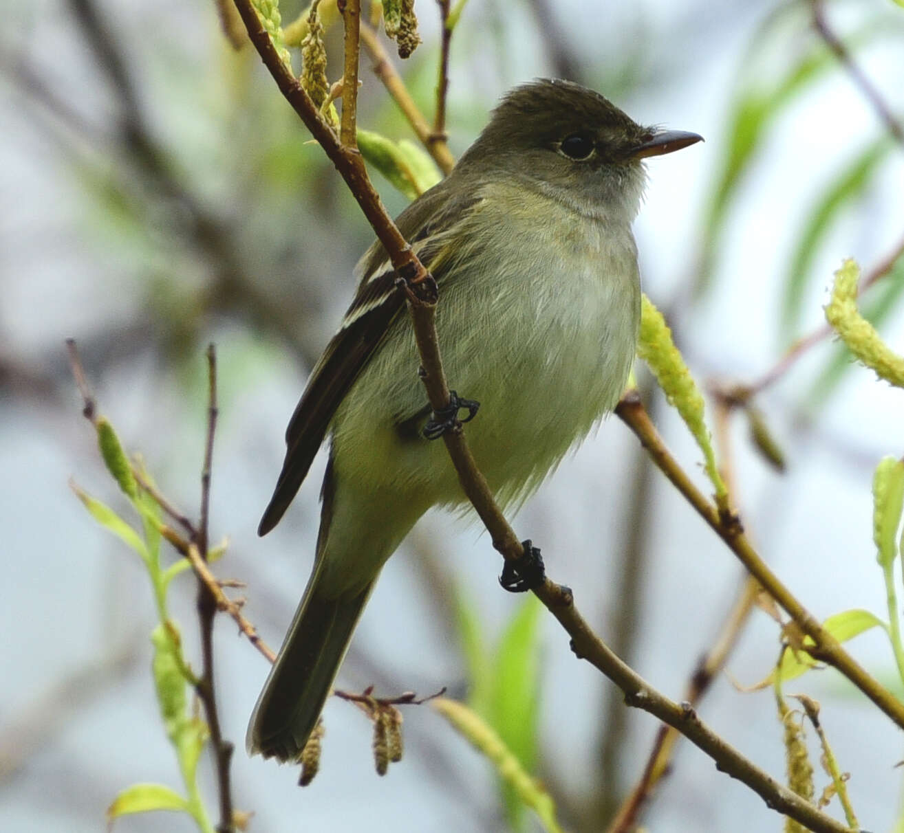 Image of Yellow-bellied Flycatcher