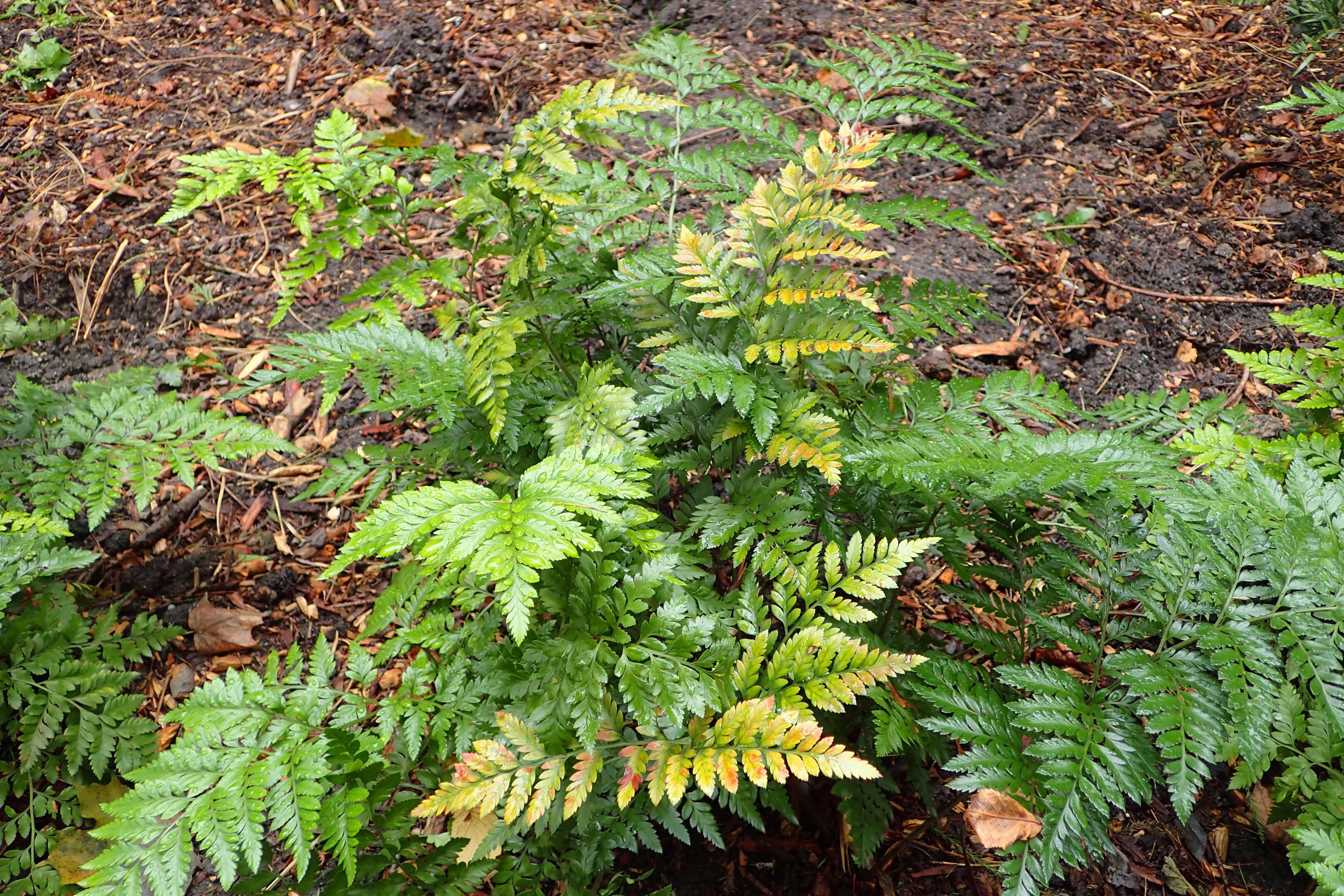 Image of iron fern