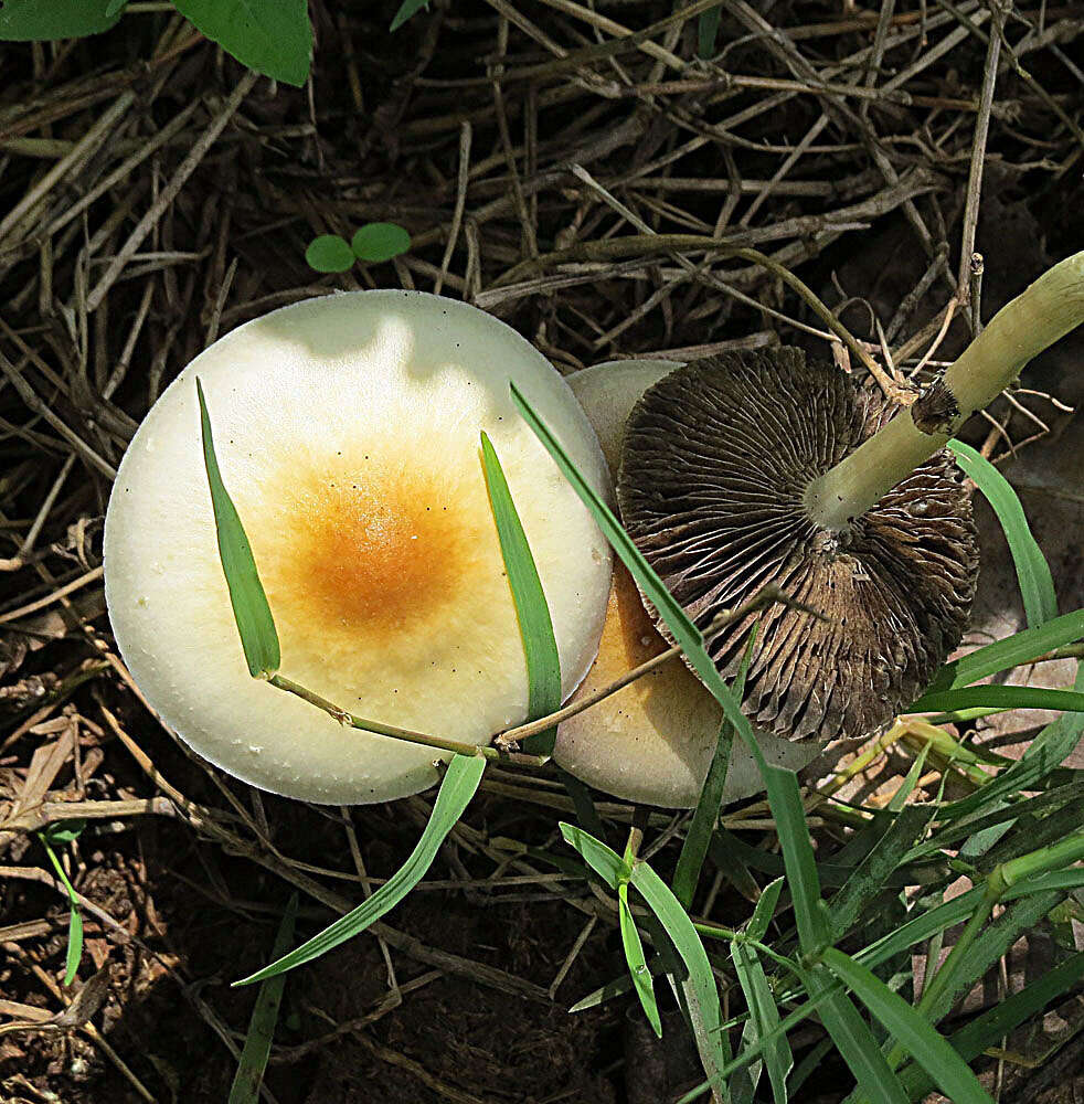 Image of Psilocybe cubensis (Earle) Singer 1948