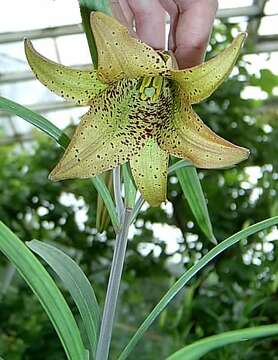 Image of Lilium bakerianum Collett & Hemsl.