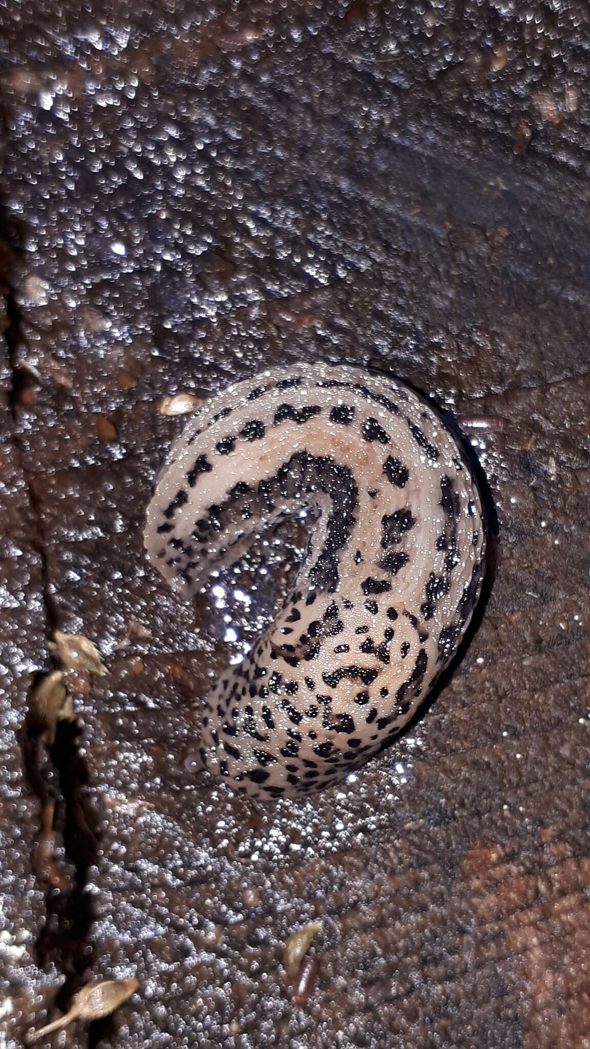 Image of Limax Linnaeus 1758