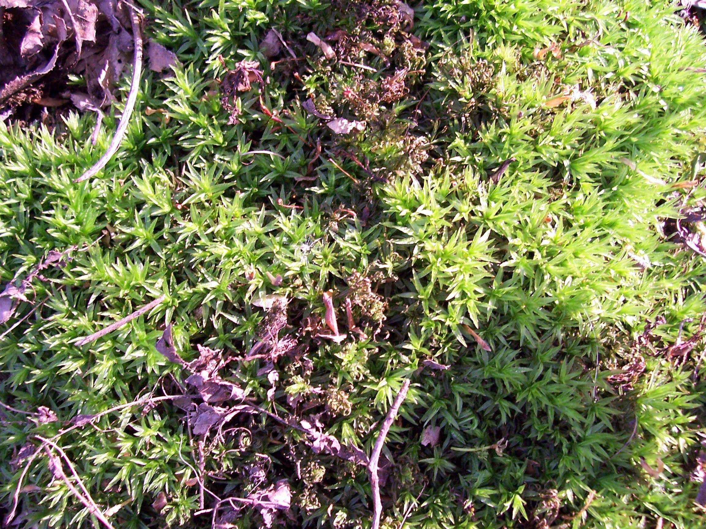 Image of undulate atrichum moss