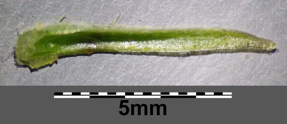 Image of narrowleaf hawksbeard