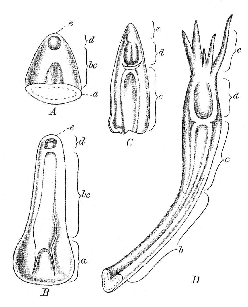 Image of tropical pitcher plants