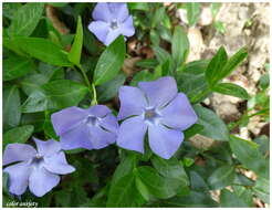 Image of Common Periwinkle