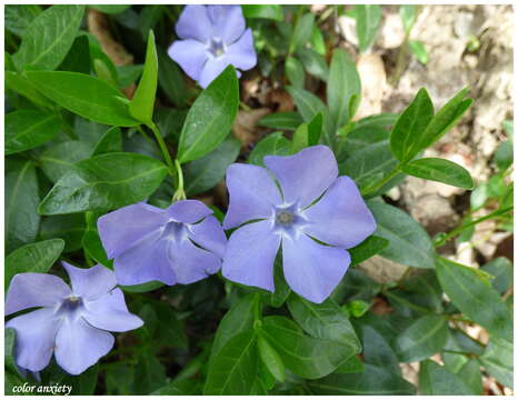 Image of Common Periwinkle