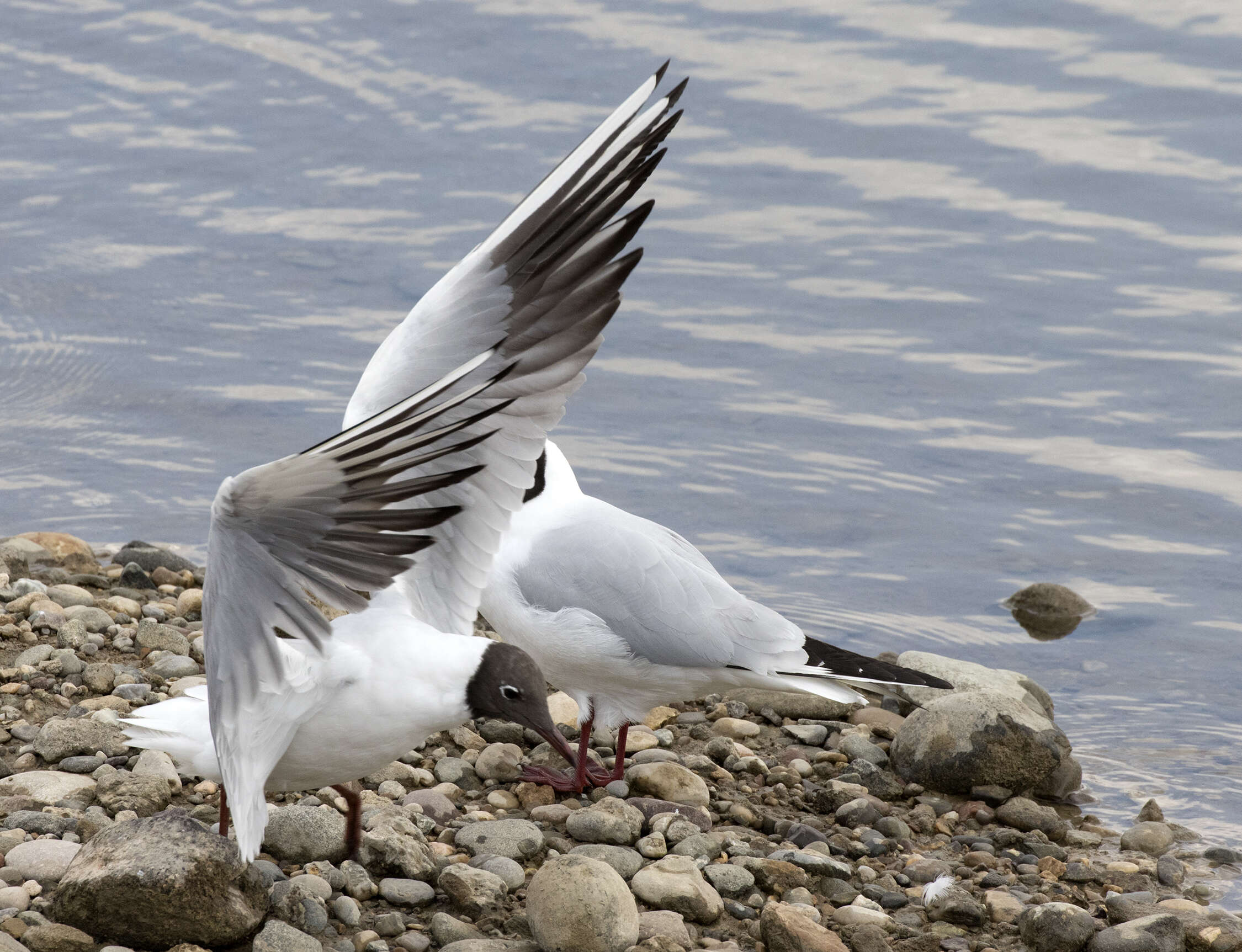 Image of Black-headed Gull