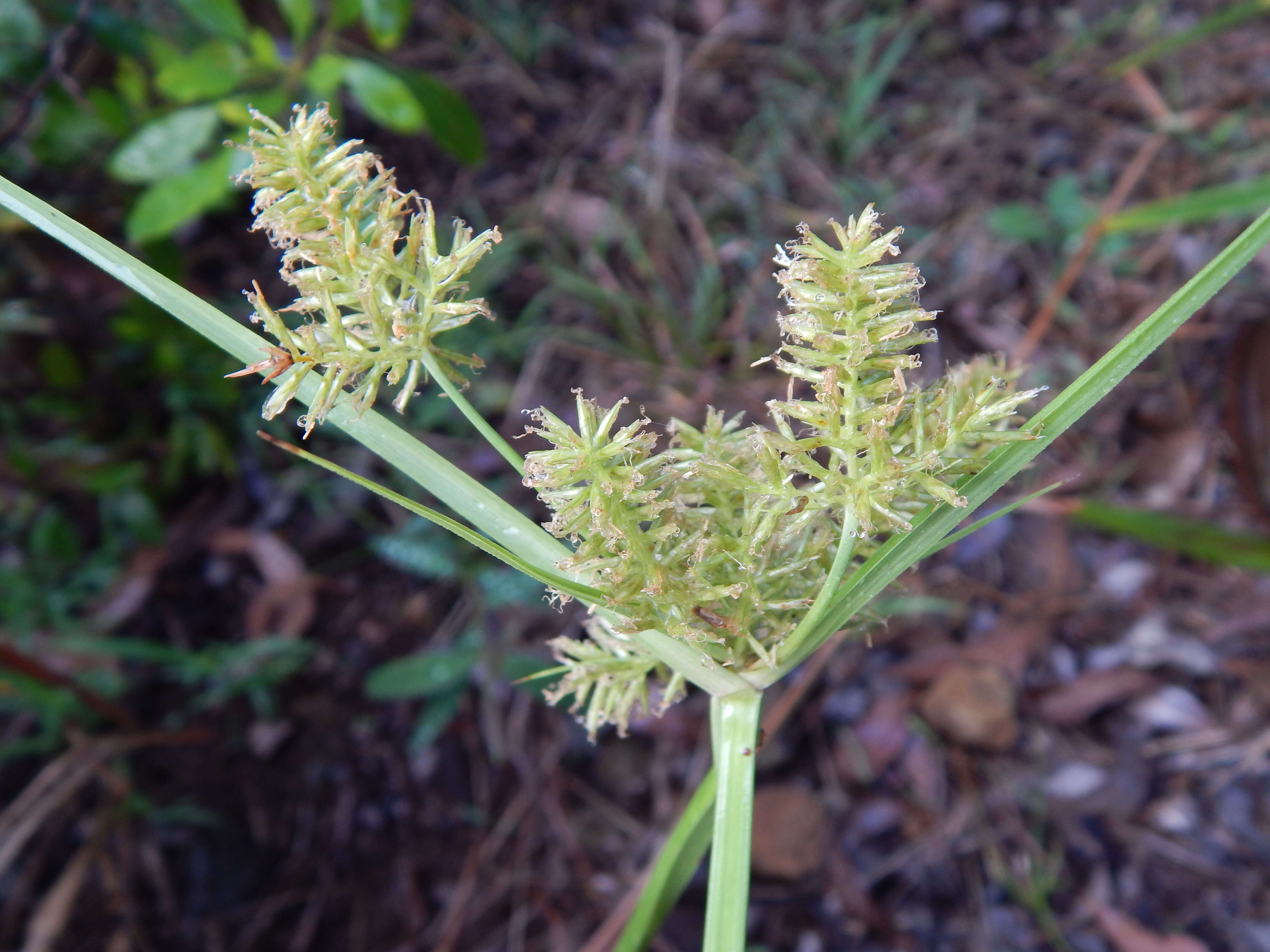 Image de Cyperus hillebrandii Boeckeler