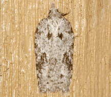 Image of Acleris maximana Barnes & Busck 1920