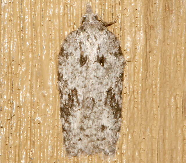 Image of Acleris maximana Barnes & Busck 1920