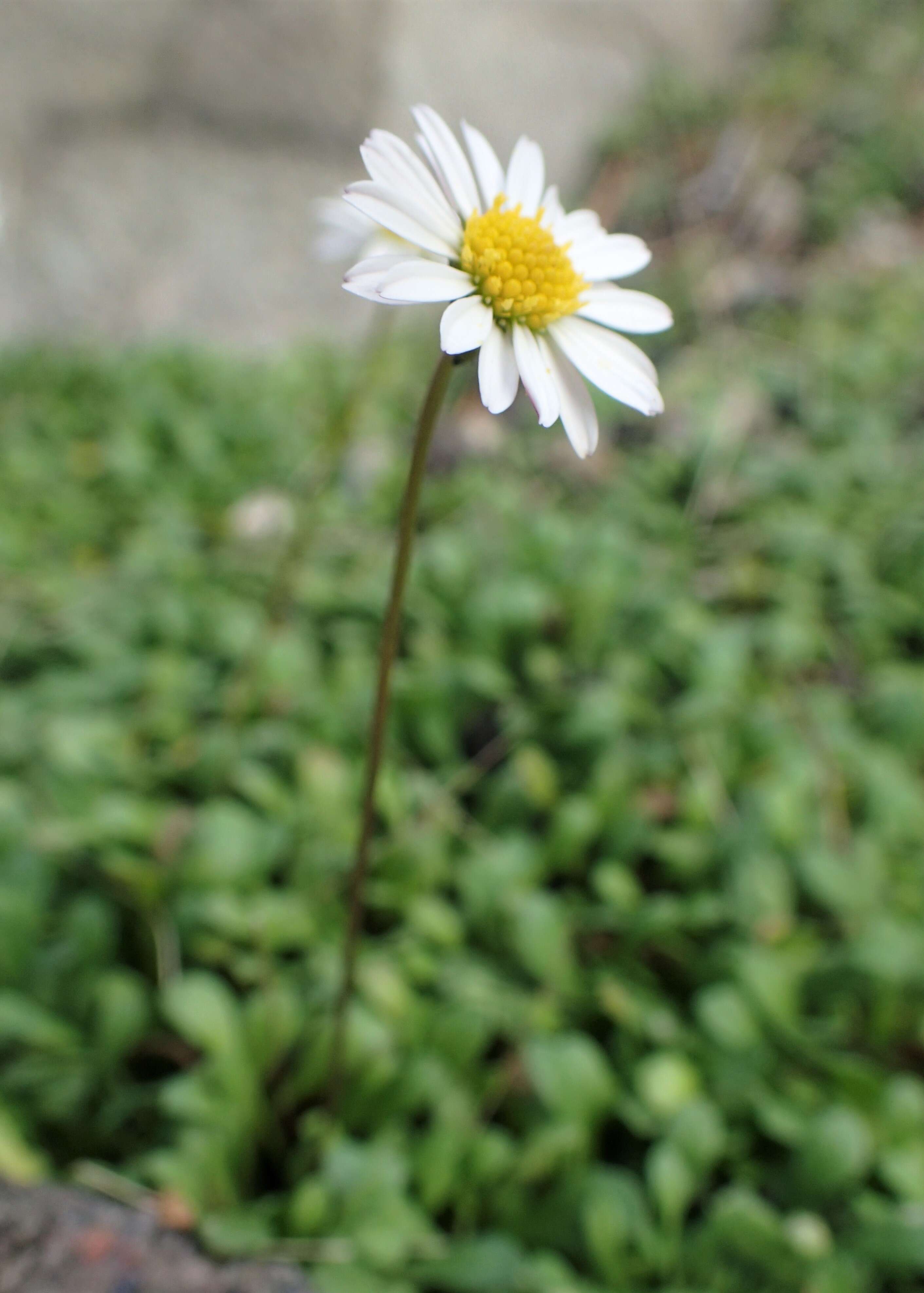 Image de Bellium fausse pâquerette