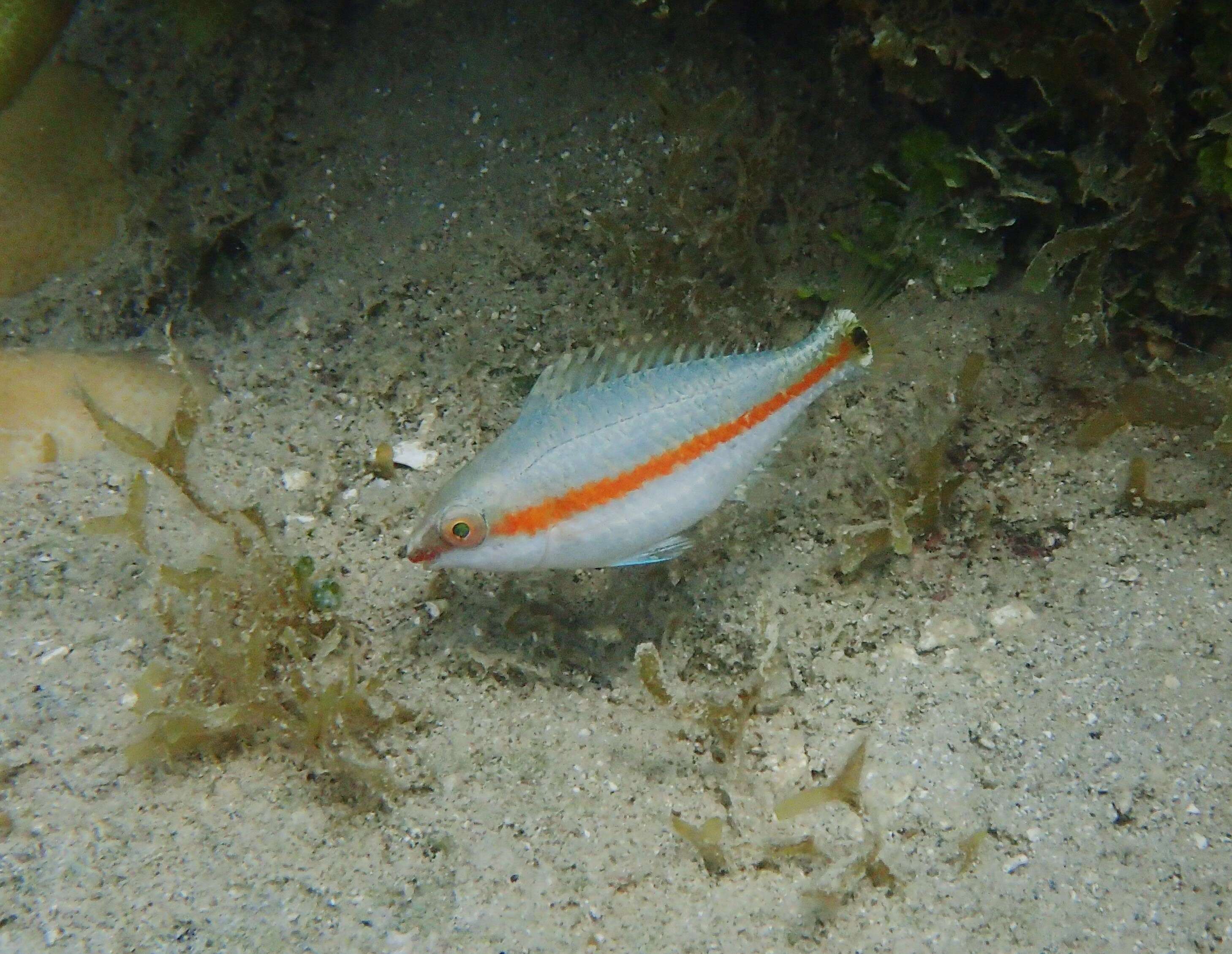 長頭馬鸚哥魚的圖片