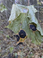 Image of European tar spot