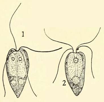 Pyramimonas tetrarhynchus的圖片