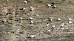 Image of Little Stint