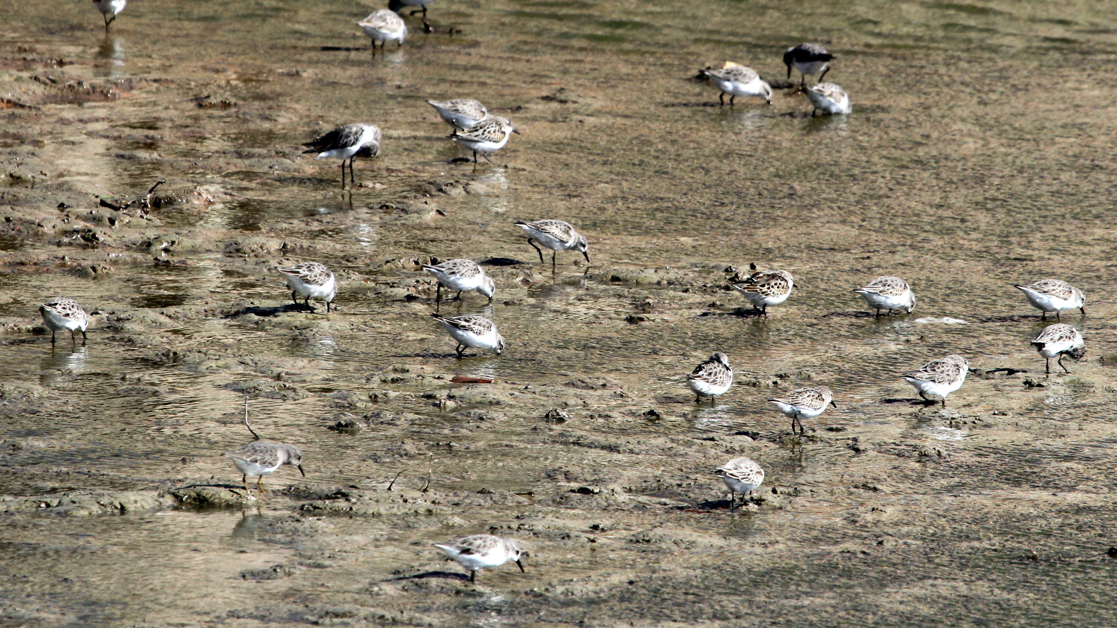 Imagem de Calidris minuta (Leisler 1812)