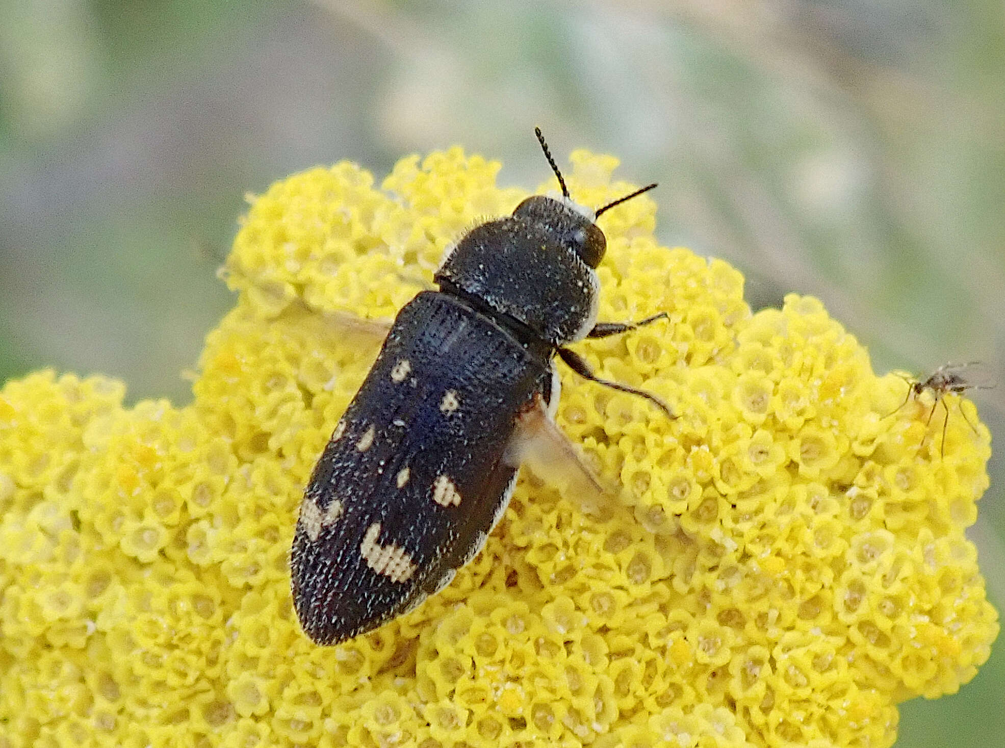 Image of Acmaeoderella flavofasciata (Piller & Mitterpacher 1783)