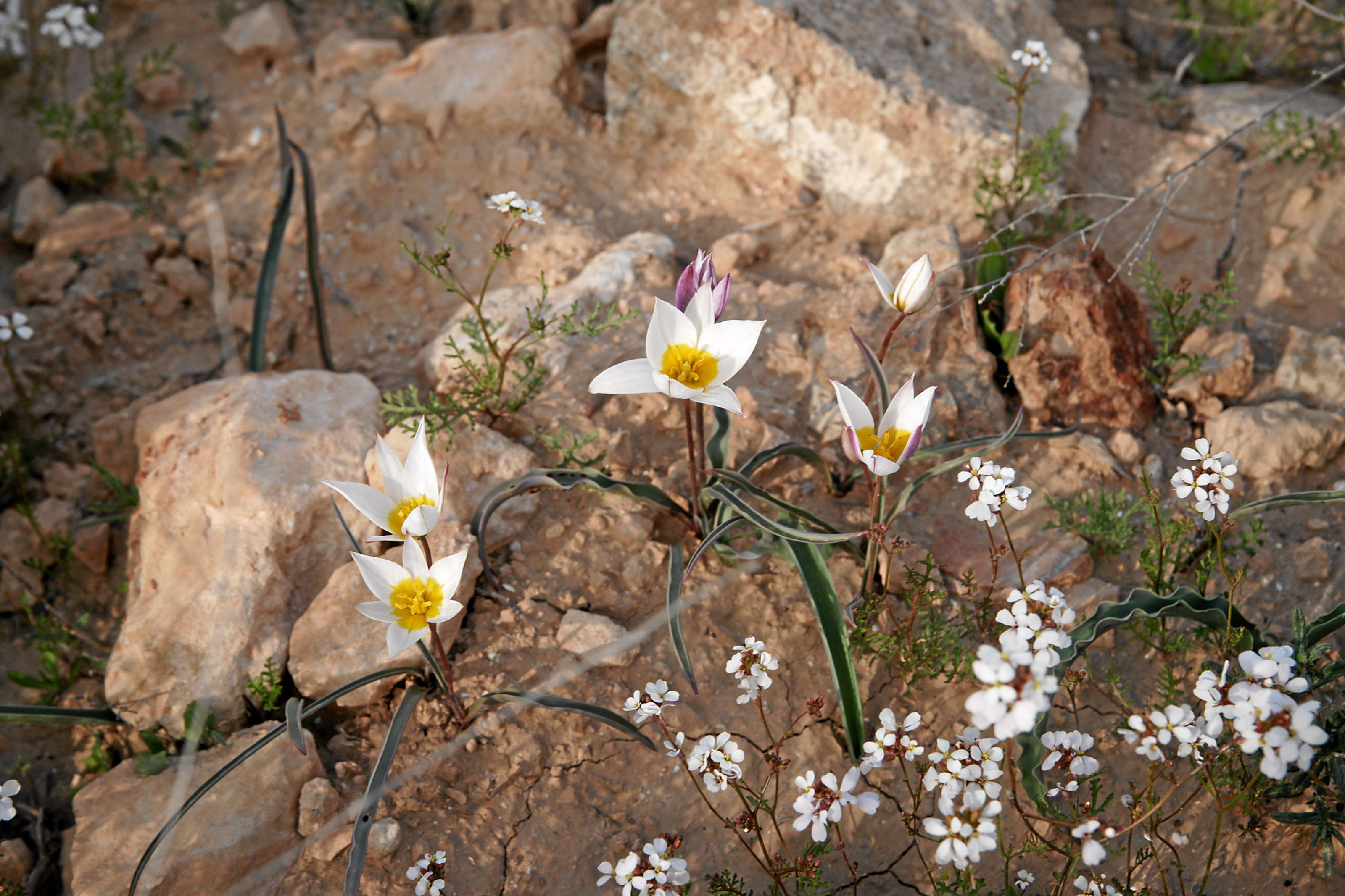 Image de Tulipa biflora Pall.