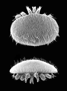 Image of Varroa jacobsoni