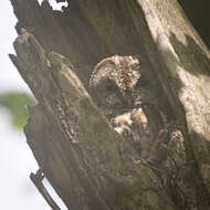 Image of Tawny Owl