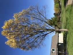 Image of Saw-tooth Oak