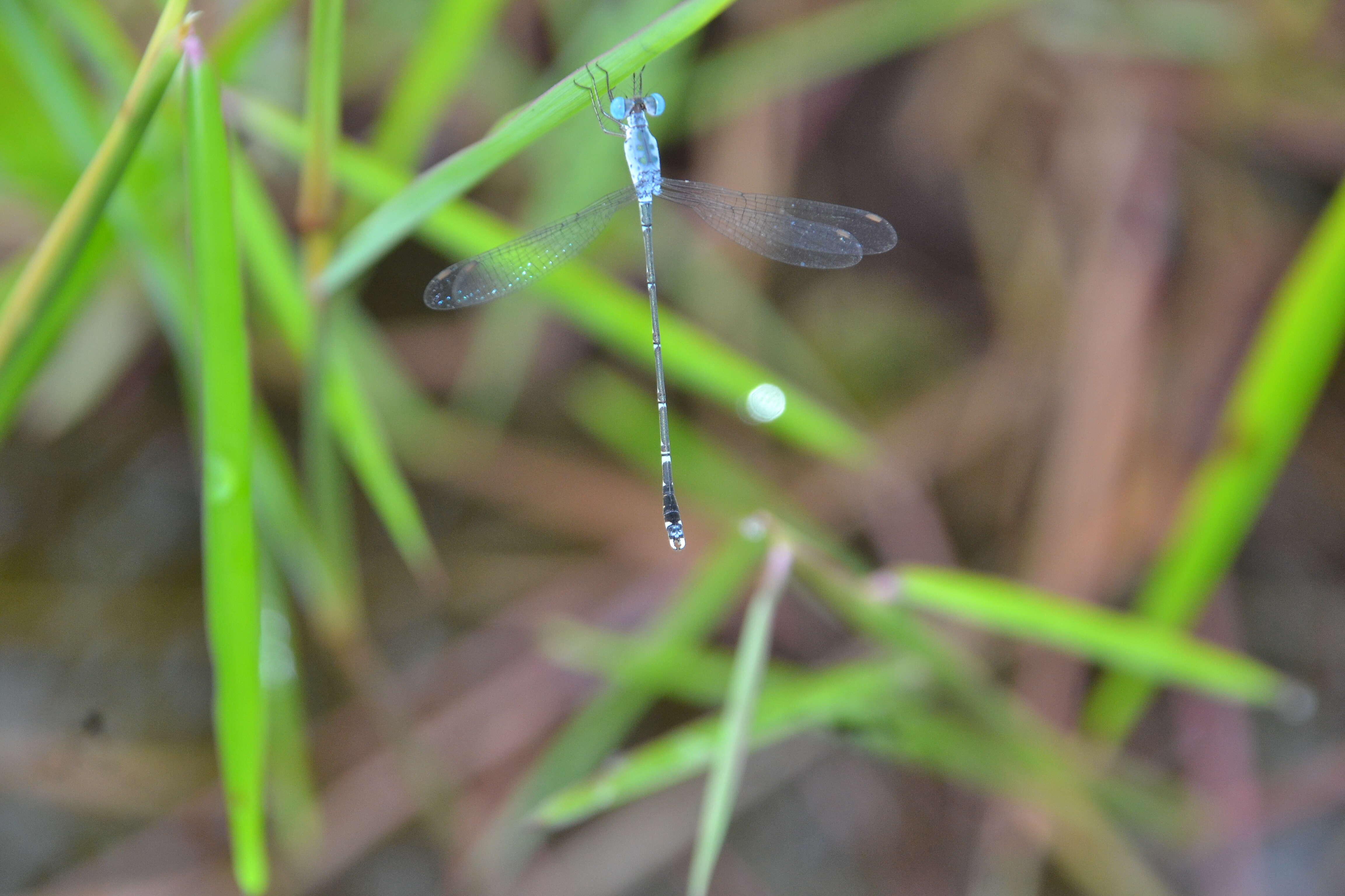 Image de Lestes praemorsus Hagen ex Selys 1862