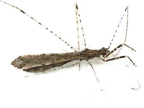 Image of Thread-legged bug