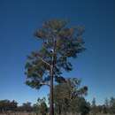 Image of Eucalyptus mckieana Blakely