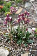 Image de Silene uralensis (Ruprecht) Bocquet