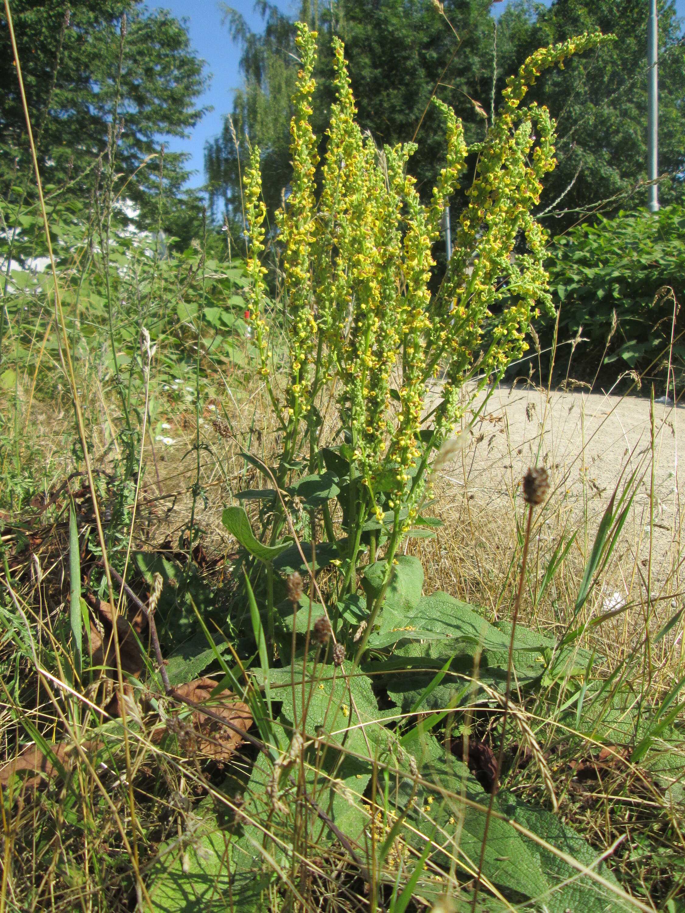 Verbascum nigrum L. resmi