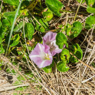 Plancia ëd Calystegia soldanella (L.) R. Br.