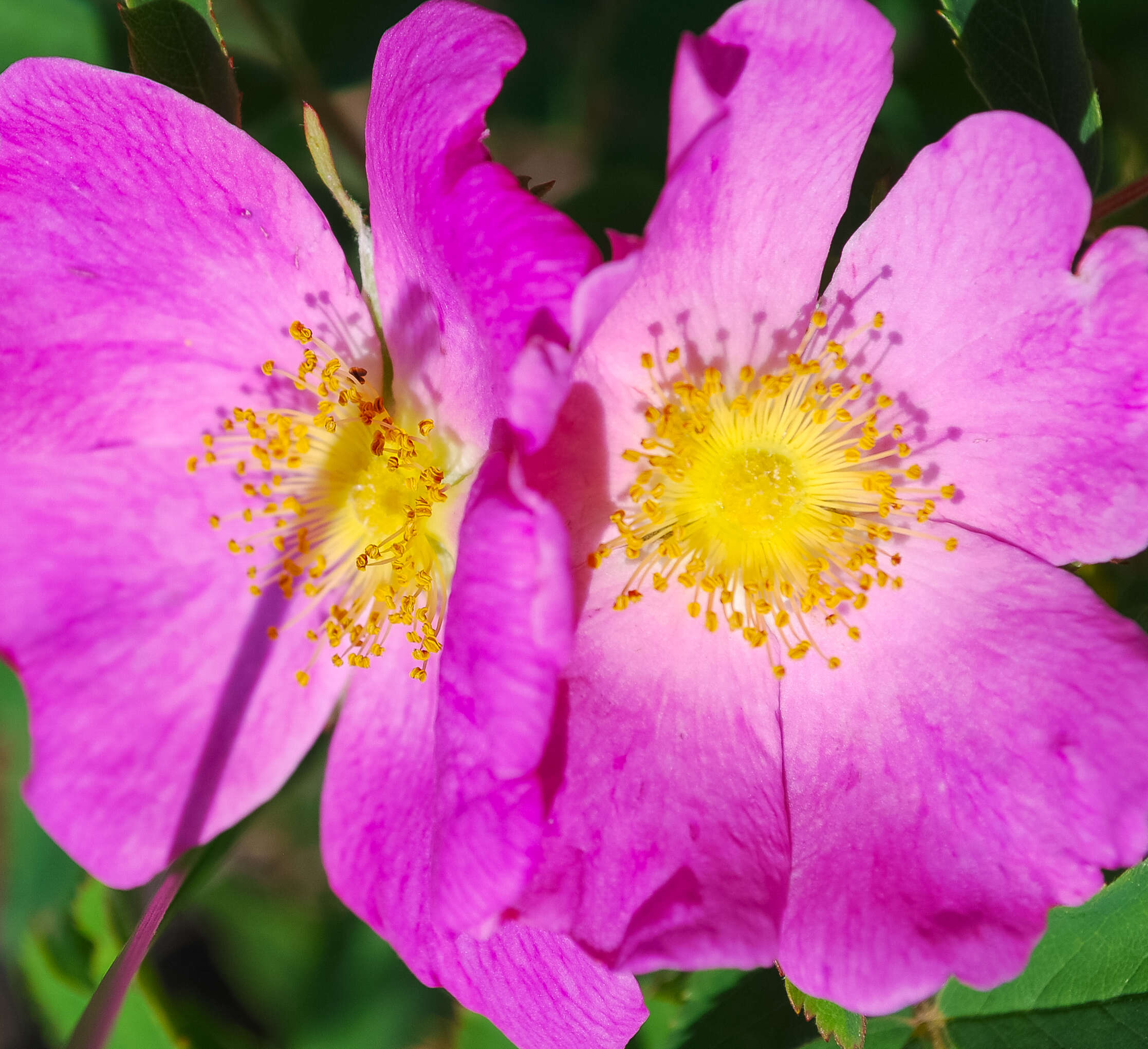 Image of prairie rose