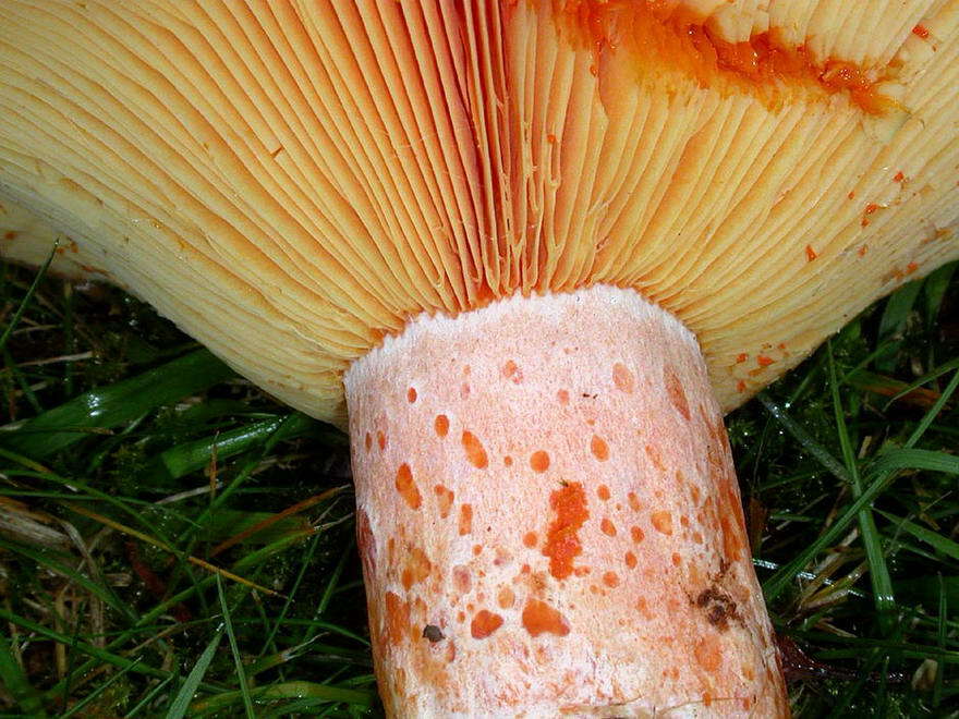 Image of Red Pine Mushroom