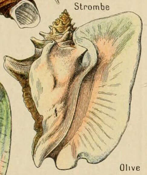 Image of Strombus Linnaeus 1758