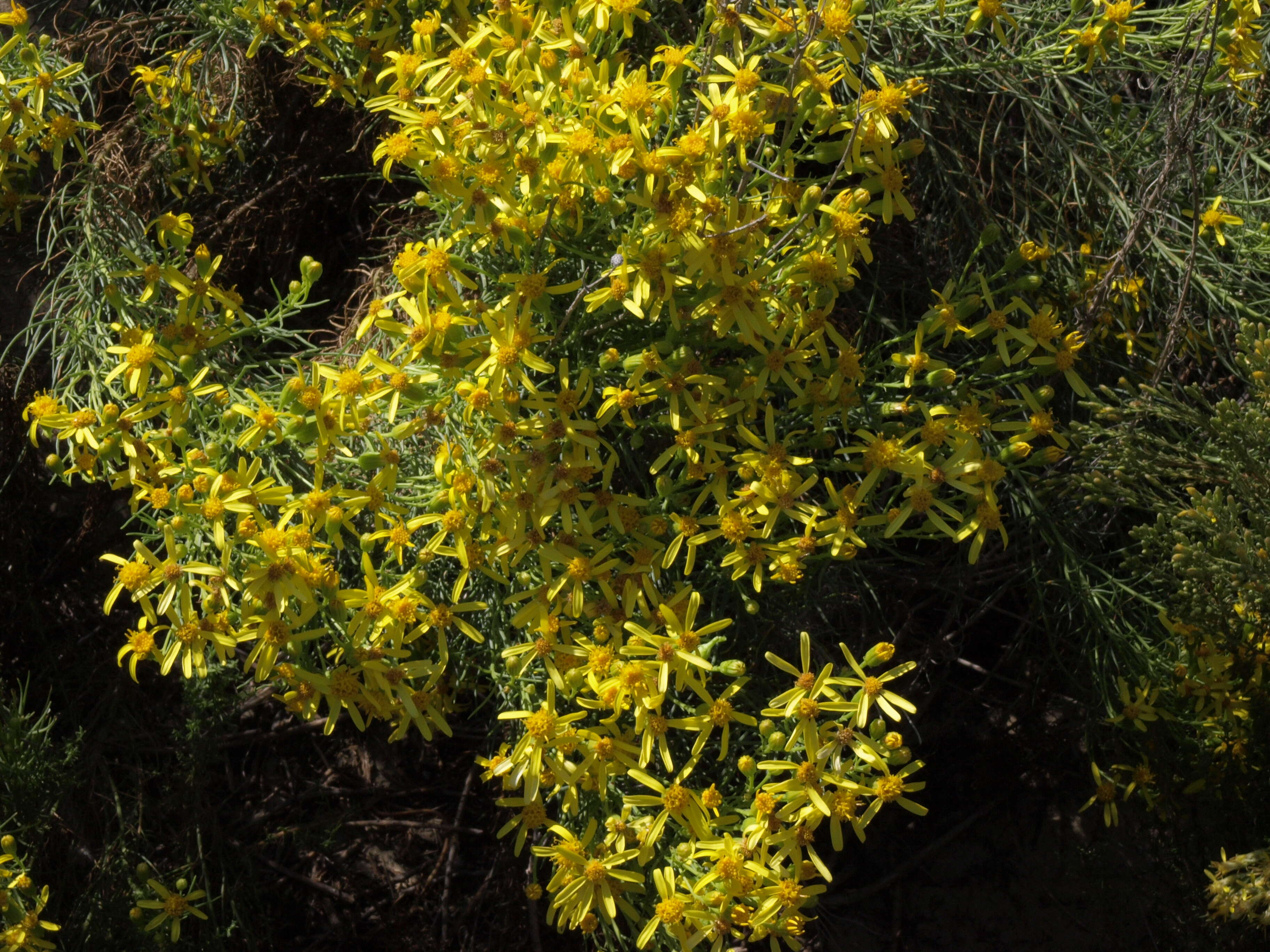 Image of dune ragwort