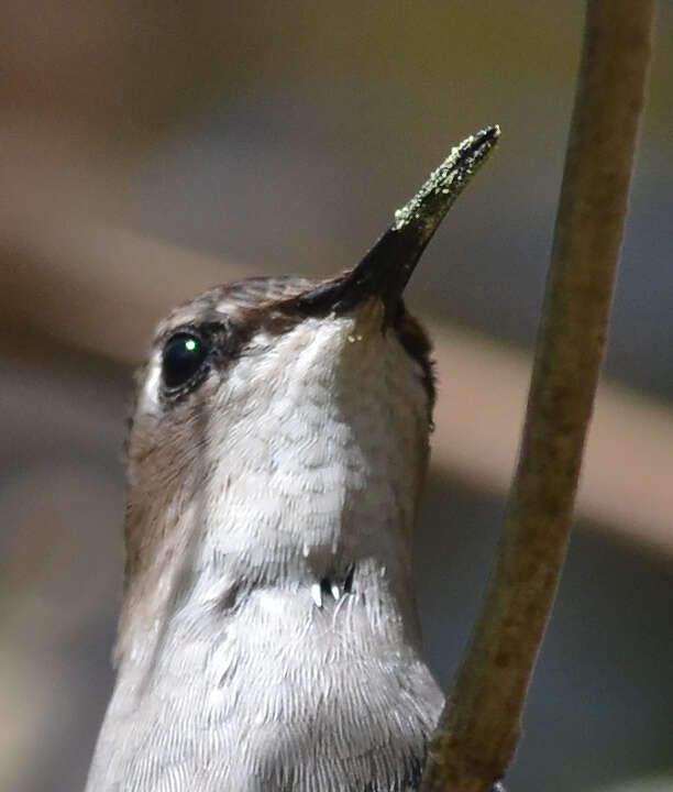 Image of Mellisuga Brisson 1760