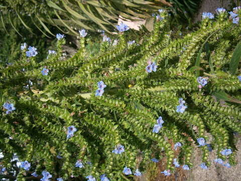 Plancia ëd Echium pininana Webb & Berth.