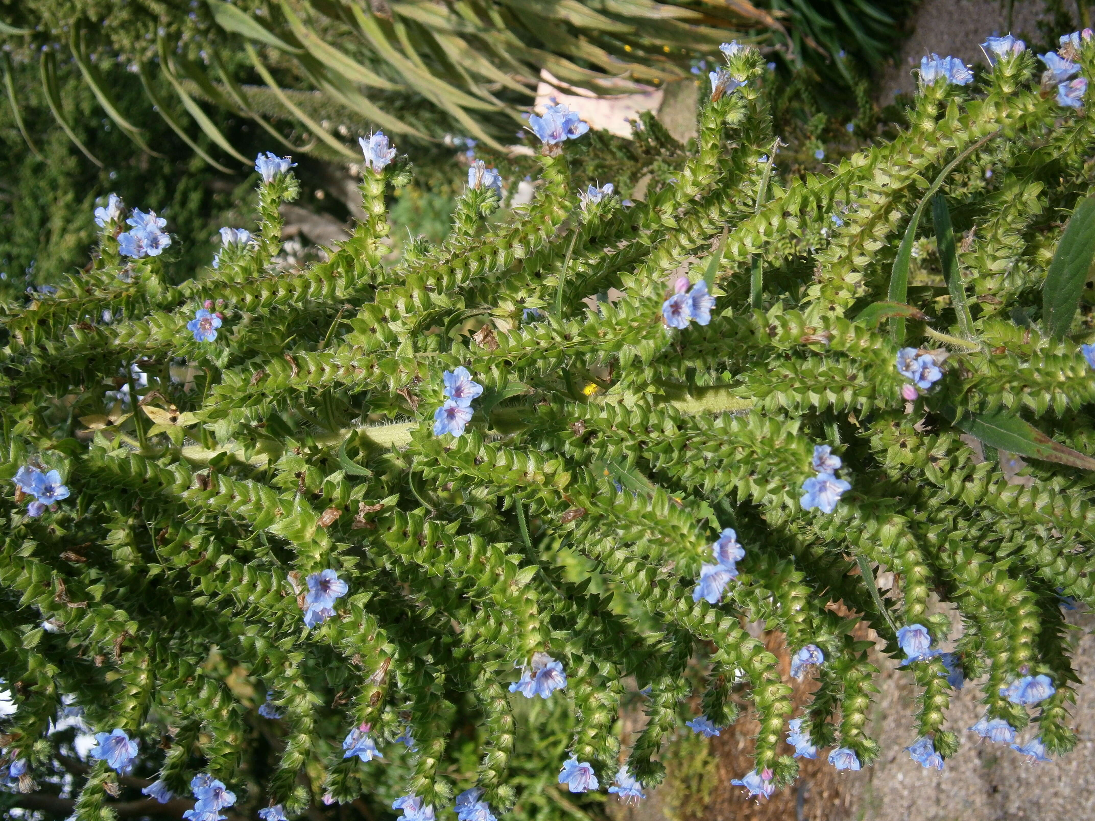 Plancia ëd Echium pininana Webb & Berth.