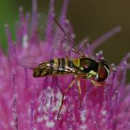 Image of Common Oblique Syrphid