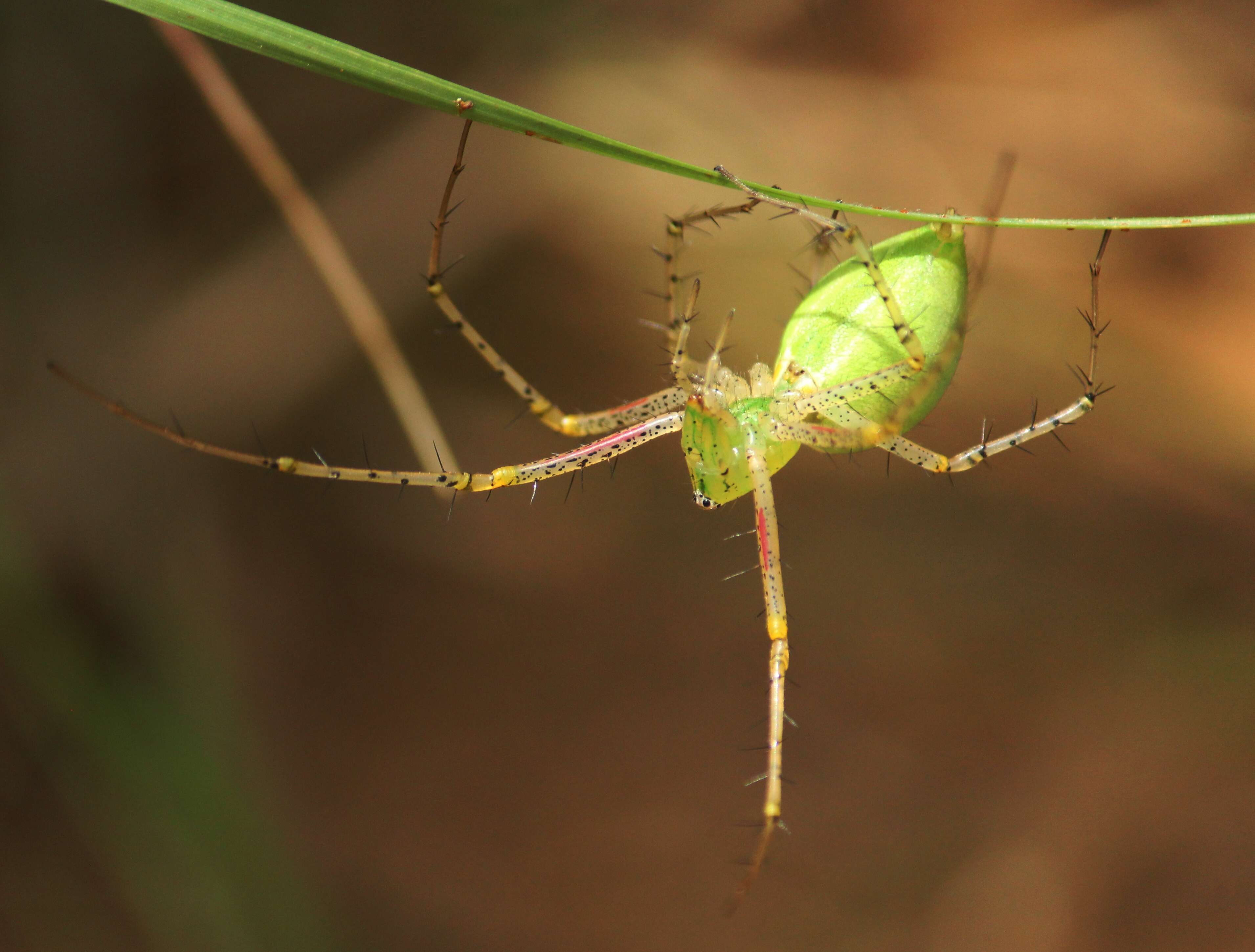 Image of lynx spiders