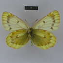 Plancia ëd Colias thrasibulus Fruhstorfer 1908