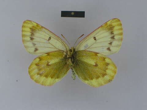 Plancia ëd Colias thrasibulus Fruhstorfer 1908