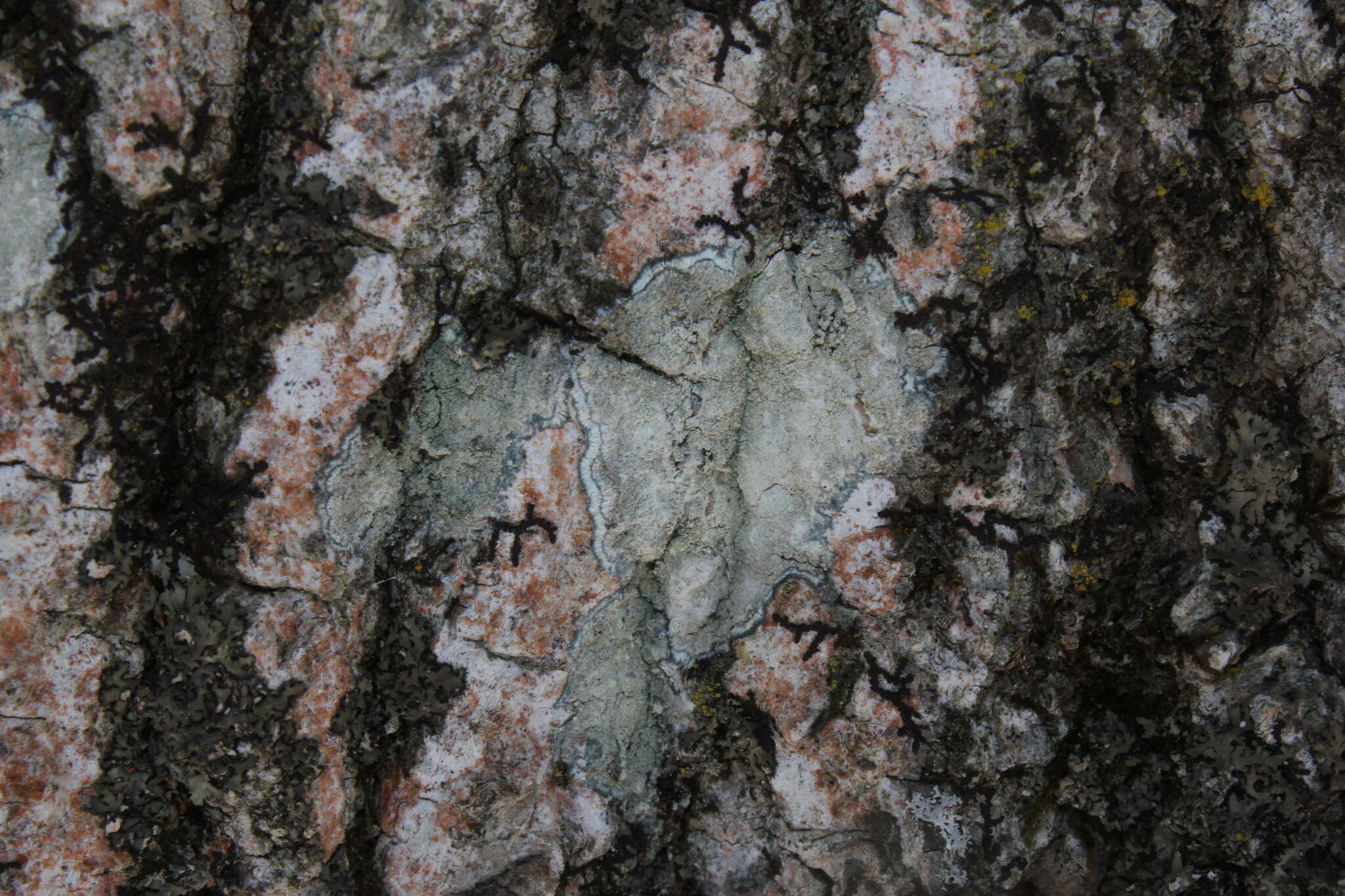 Image of Lecanora thysanophora