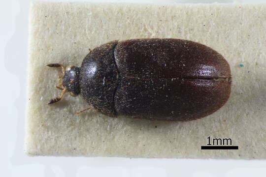 Attagenus unicolor (Brahm 1791) resmi