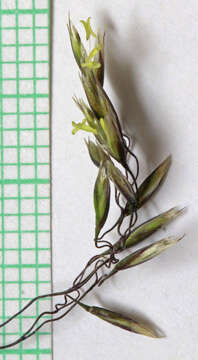 Image of Tufted Hair-grass