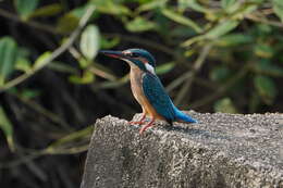 Image of Common Kingfisher